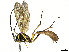  ( - CBG-A35189-C12)  @11 [ ] CreativeCommons - Attribution Share-Alike (2024) CBG Photography Group Centre for Biodiversity Genomics
