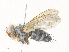  ( - CBG-A35189-G06)  @11 [ ] CreativeCommons - Attribution Share - Alike (2024) CBG Photography Group Centre for Biodiversity Genomics