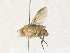  (Ceromya Malaise3479 - CBG-A35190-B04)  @11 [ ] CreativeCommons - Attribution Share - Alike (2024) CBG Photography Group Centre for Biodiversity Genomics