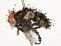  ( - CBG-A67027-A04)  @11 [ ] CreativeCommons - Attribution Share - Alike (2025) CBG Photography Group Centre for Biodiversity Genomics
