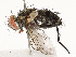  ( - CBG-A67027-B12)  @11 [ ] CreativeCommons - Attribution Share - Alike (2025) CBG Photography Group Centre for Biodiversity Genomics