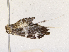  ( - CBG-A67108-E11)  @11 [ ] CreativeCommons - Attribution Share - Alike (2025) CBG Photography Group Centre for Biodiversity Genomics