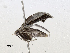  ( - CBG-A67108-H01)  @11 [ ] CreativeCommons - Attribution Share - Alike (2025) CBG Photography Group Centre for Biodiversity Genomics