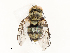  ( - CBG-A67880-F08)  @11 [ ] CreativeCommons - Attribution Share - Alike (2025) CBG Photography Group Centre for Biodiversity Genomics