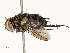  (Lixophaga Malaise1731 - CBG-A67904-H08)  @11 [ ] CreativeCommons - Attribution Share - Alike (2025) CBG Photography Group Centre for Biodiversity Genomics