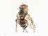  (Houghia ochrofemur - CBG-A67023-A05)  @11 [ ] CreativeCommons - Attribution Share - Alike (2025) CBG Photography Group Centre for Biodiversity Genomics