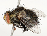  ( - CBG-A67024-A03)  @11 [ ] CreativeCommons - Attribution Share - Alike (2025) CBG Photography Group Centre for Biodiversity Genomics