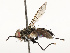  (Neomintho Malaise2669 - CBG-A67826-B11)  @11 [ ] CreativeCommons - Attribution Share - Alike (2025) CBG Photography Group Centre for Biodiversity Genomics