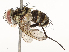  ( - CBG-A67858-F08)  @11 [ ] CreativeCommons - Attribution Share - Alike (2025) CBG Photography Group Centre for Biodiversity Genomics