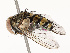  (Argyrochaetona cubanaDHJ01 - CBG-A67834-B09)  @11 [ ] CreativeCommons - Attribution Share - Alike (2025) CBG Photography Group Centre for Biodiversity Genomics