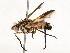  ( - CBG-A67836-C01)  @11 [ ] CreativeCommons - Attribution Share - Alike (2025) CBG Photography Group Centre for Biodiversity Genomics
