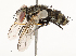  ( - CBG-A67836-D03)  @11 [ ] CreativeCommons - Attribution Share - Alike (2025) CBG Photography Group Centre for Biodiversity Genomics