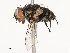  (Vibrissina danmartini - CBG-A67845-A09)  @11 [ ] CreativeCommons - Attribution Share - Alike (2025) CBG Photography Group Centre for Biodiversity Genomics