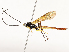  (Zaglyptomorpha auxiliadorae - CBG-A67846-E01)  @11 [ ] CreativeCommons - Attribution Share - Alike (2025) CBG Photography Group Centre for Biodiversity Genomics
