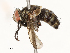  ( - CBG-A67846-H09)  @11 [ ] CreativeCommons - Attribution Share - Alike (2025) CBG Photography Group Centre for Biodiversity Genomics