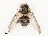  ( - CBG-A67849-E08)  @11 [ ] CreativeCommons - Attribution Share - Alike (2025) CBG Photography Group Centre for Biodiversity Genomics