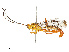  ( - CBG-A67850-A05)  @11 [ ] CreativeCommons - Attribution Share - Alike (2025) CBG Photography Group Centre for Biodiversity Genomics