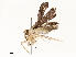  ( - CBG-A67850-G12)  @11 [ ] CreativeCommons - Attribution Share - Alike (2025) CBG Photography Group Centre for Biodiversity Genomics