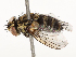  (Lixophaga Malaise1259 - CBG-A67852-D11)  @11 [ ] CreativeCommons - Attribution Share - Alike (2025) CBG Photography Group Centre for Biodiversity Genomics