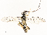 ( - CBG-A67853-B07)  @11 [ ] CreativeCommons - Attribution Share - Alike (2025) CBG Photography Group Centre for Biodiversity Genomics