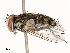  ( - CBG-A67855-F10)  @11 [ ] CreativeCommons - Attribution Share - Alike (2025) CBG Photography Group Centre for Biodiversity Genomics