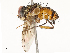  (Calodexia Malaise8453 - CBG-A67855-G08)  @11 [ ] CreativeCommons - Attribution Share - Alike (2025) CBG Photography Group Centre for Biodiversity Genomics