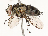  ( - CBG-A67944-H09)  @11 [ ] CreativeCommons - Attribution Share - Alike (2025) CBG Photography Group Centre for Biodiversity Genomics