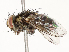 (Vibrissina malaise5801 - CBG-A67956-H04)  @11 [ ] CreativeCommons - Attribution Share - Alike (2025) CBG Photography Group Centre for Biodiversity Genomics