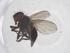  (Myiopharus Janzen8873 - CBG-A68491-C02)  @11 [ ] CreativeCommons - Attribution Share - Alike (2025) Centre for Biodiversity Genomics Centre for Biodiversity Genomics