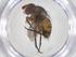  ( - CBG-A69294-G11)  @11 [ ] CreativeCommons - Attribution Share - Alike (2025) Centre for Biodiversity Genomics Centre for Biodiversity Genomics