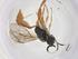  (Coelichneumon Malaise6101 - CBG-A69350-A10)  @11 [ ] CreativeCommons - Attribution Share - Alike (2025) Centre for Biodiversity Genomics Centre for Biodiversity Genomics