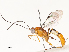  ( - CBG-A69617-G02)  @11 [ ] CreativeCommons - Attribution Share - Alike (2025) CBG Photography Group Centre for Biodiversity Genomics