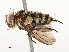  ( - CBG-A72918-D11)  @11 [ ] CreativeCommons - Attribution Share - Alike (2025) CBG Photography Group Centre for Biodiversity Genomics