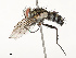  (Calolydella argentea - CBG-A72933-B11)  @11 [ ] CreativeCommons - Attribution Share - Alike (2025) CBG Photography Group Centre for Biodiversity Genomics