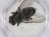  (Hyphantrophaga hazelcambroneroae - CBG-A63424-E05)  @11 [ ] CreativeCommons - Attribution Share - Alike (2025) Centre for Biodiversity Genomics Centre for Biodiversity Genomics