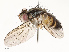  (Anisia Malaise9722 - CBG-A67032-C07)  @11 [ ] CreativeCommons - Attribution Share - Alike (2025) CBG Photography Group Centre for Biodiversity Genomics