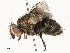 ( - CBG-A67804-H07)  @11 [ ] CreativeCommons - Attribution Share - Alike (2025) CBG Photography Group Centre for Biodiversity Genomics