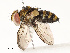  ( - CBG-A67817-D10)  @11 [ ] CreativeCommons - Attribution Share - Alike (2025) CBG Photography Group Centre for Biodiversity Genomics