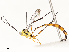  ( - CBG-A67817-E04)  @11 [ ] CreativeCommons - Attribution Share - Alike (2025) CBG Photography Group Centre for Biodiversity Genomics