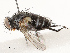  (Phytomyptera Wood01 - CBG-A67820-F03)  @11 [ ] CreativeCommons - Attribution Share - Alike (2025) CBG Photography Group Centre for Biodiversity Genomics