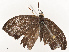  ( - CBG-A67865-G12)  @11 [ ] CreativeCommons - Attribution Share - Alike (2025) CBG Photography Group Centre for Biodiversity Genomics