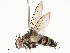  ( - CBG-A67865-H03)  @11 [ ] CreativeCommons - Attribution Share - Alike (2025) CBG Photography Group Centre for Biodiversity Genomics