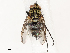 (Lixophaga Janzen9433 - CBG-A67907-A01)  @11 [ ] CreativeCommons - Attribution Share - Alike (2025) CBG Photography Group Centre for Biodiversity Genomics
