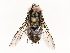  (Billaea Janzen4243 - CBG-A67908-E03)  @11 [ ] CreativeCommons - Attribution Share - Alike (2025) CBG Photography Group Centre for Biodiversity Genomics