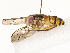  ( - CBG-A67911-E05)  @11 [ ] CreativeCommons - Attribution Share - Alike (2025) CBG Photography Group Centre for Biodiversity Genomics