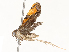  ( - CBG-A67943-B05)  @11 [ ] CreativeCommons - Attribution Share - Alike (2025) CBG Photography Group Centre for Biodiversity Genomics