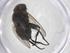  (Phytomyptera Janzen15 - CBG-A68030-H06)  @11 [ ] CreativeCommons - Attribution Share - Alike (2025) Centre for Biodiversity Genomics Centre for Biodiversity Genomics