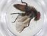  (Argyrochaetona Janzen9592 - CBG-A68036-F11)  @11 [ ] CreativeCommons - Attribution Share - Alike (2025) Centre for Biodiversity Genomics Centre for Biodiversity Genomics