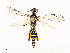 ( - CBG-A67016-F04)  @11 [ ] CreativeCommons - Attribution Share - Alike (2025) CBG Photography Group Centre for Biodiversity Genomics