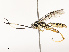  ( - CBG-A67868-D05)  @11 [ ] CreativeCommons - Attribution Share - Alike (2025) CBG Photography Group Centre for Biodiversity Genomics